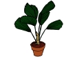 licuala grandis plant.gif